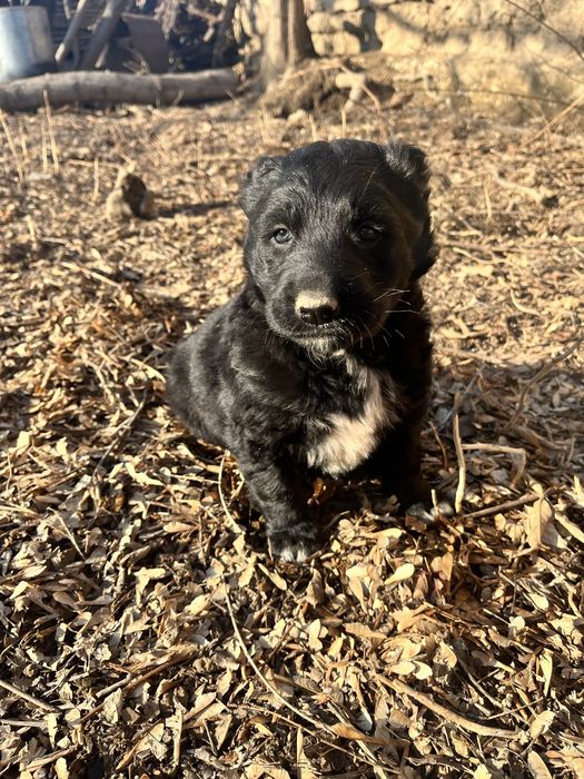 Азиат&Алабай күшіктер