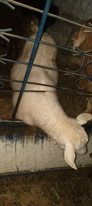 Echki sotiladi sog'lom