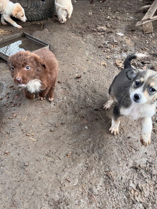 Подарявам кученца