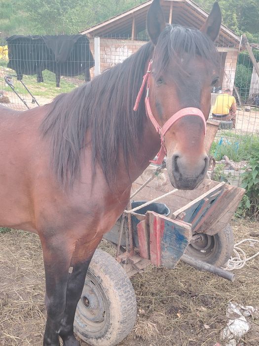 Armăsar 6 ani de vînzare sau schimb