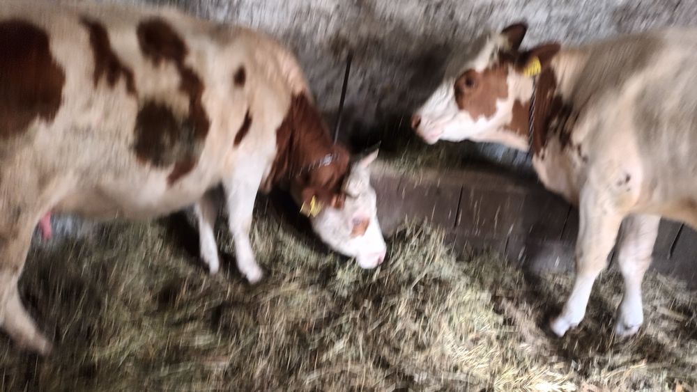 De vînzare 2 fetițe