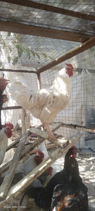 Голландские петухи