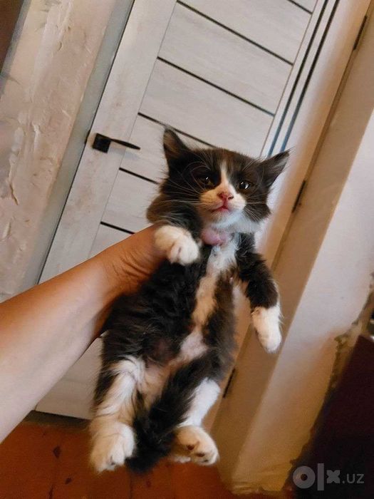 КОТЁНОК МАЛЬЧИК ДОМАШНИЙ САМЫЙ КРАСИВЫЙ  в добрые руки ласковый робкий