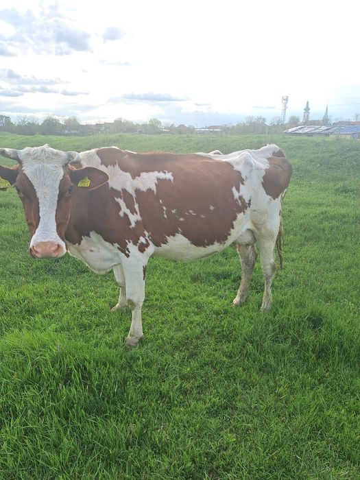 Vând vaca Red Holstein