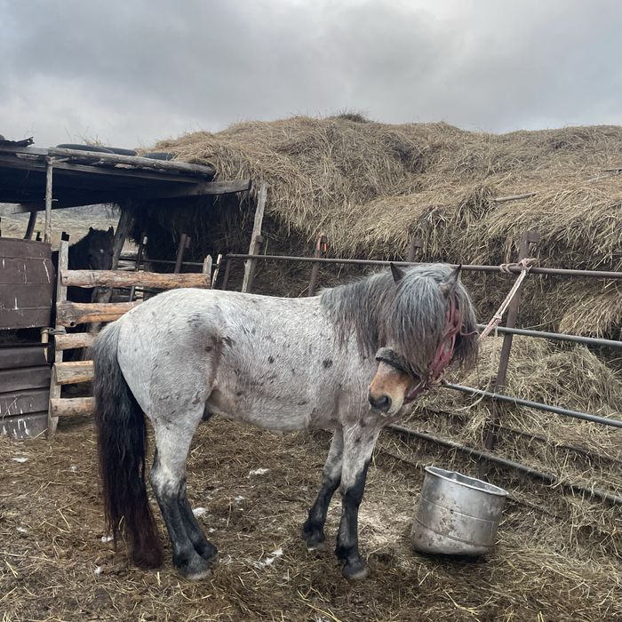 продам 1 Жеребец и 3 тай