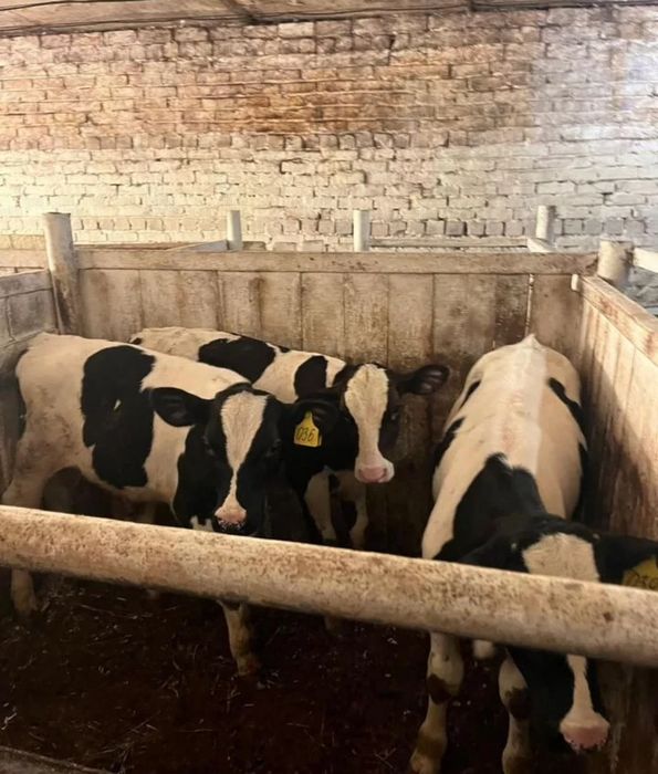 Гольштейн бұқаларының бычки бұзаулары