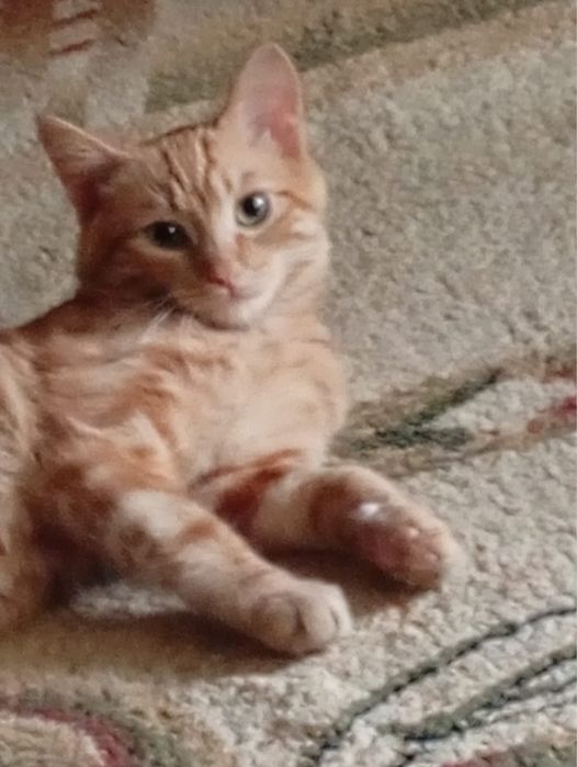 Котенок 4 месяца