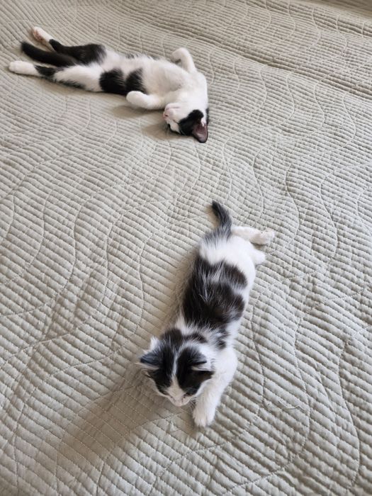 Животное, котята