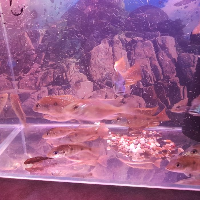 Продам рыбок Наннакара неоновая.