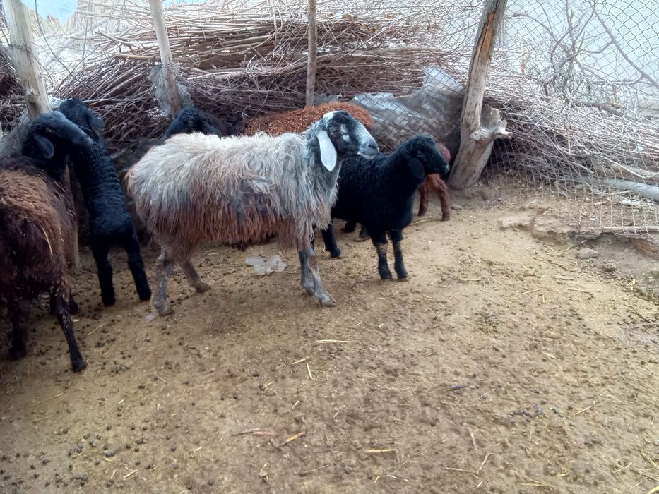 Ona bola qoʻylar sotiladi