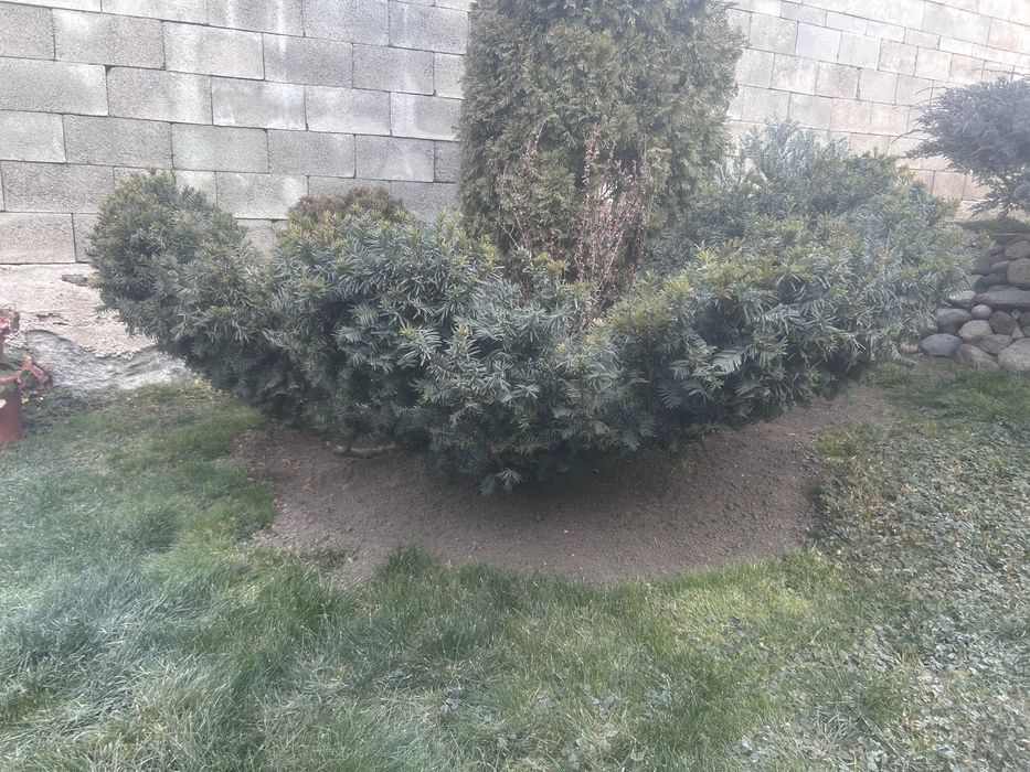 Хвойные и кустарники из грунта