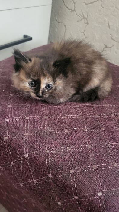 Продам котят прямоухие