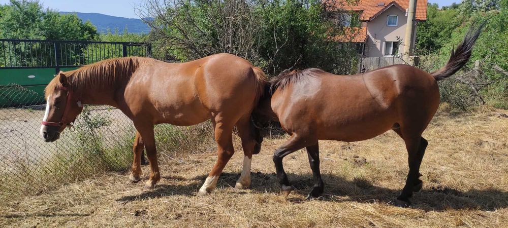 Кобила 3годишна.