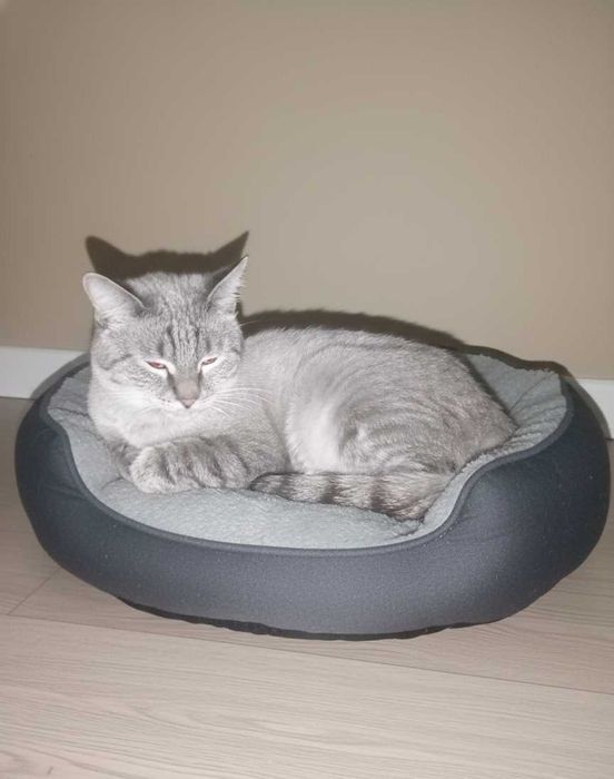 Кот взрослый в добрые руки