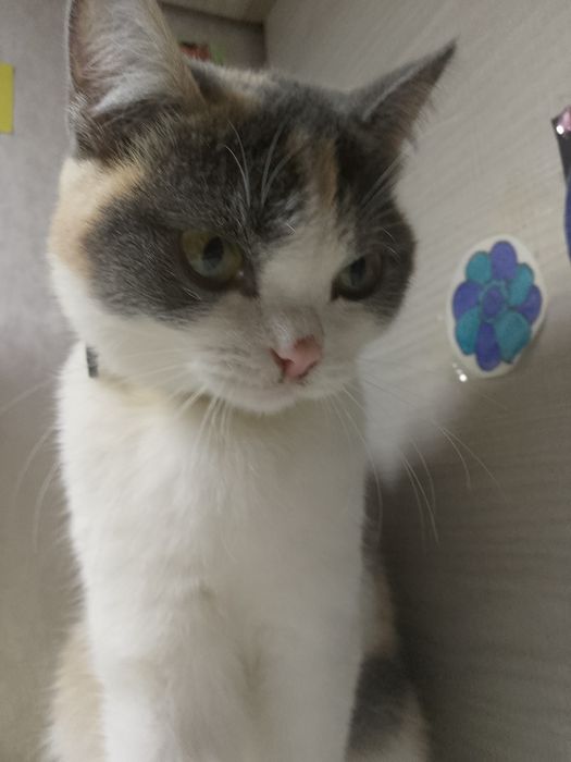 Кот и кошка в добрые руки