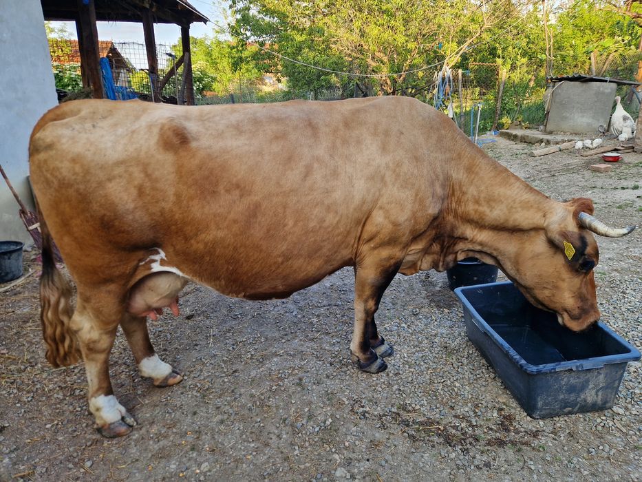 Vând vacă gestantă
