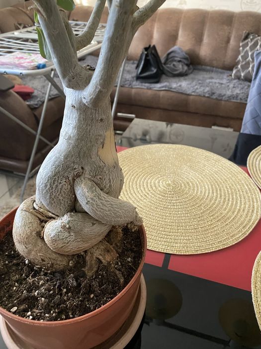 Адениум цветы 10000