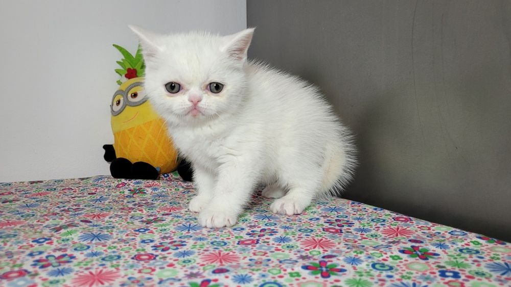 British shorthair  red point