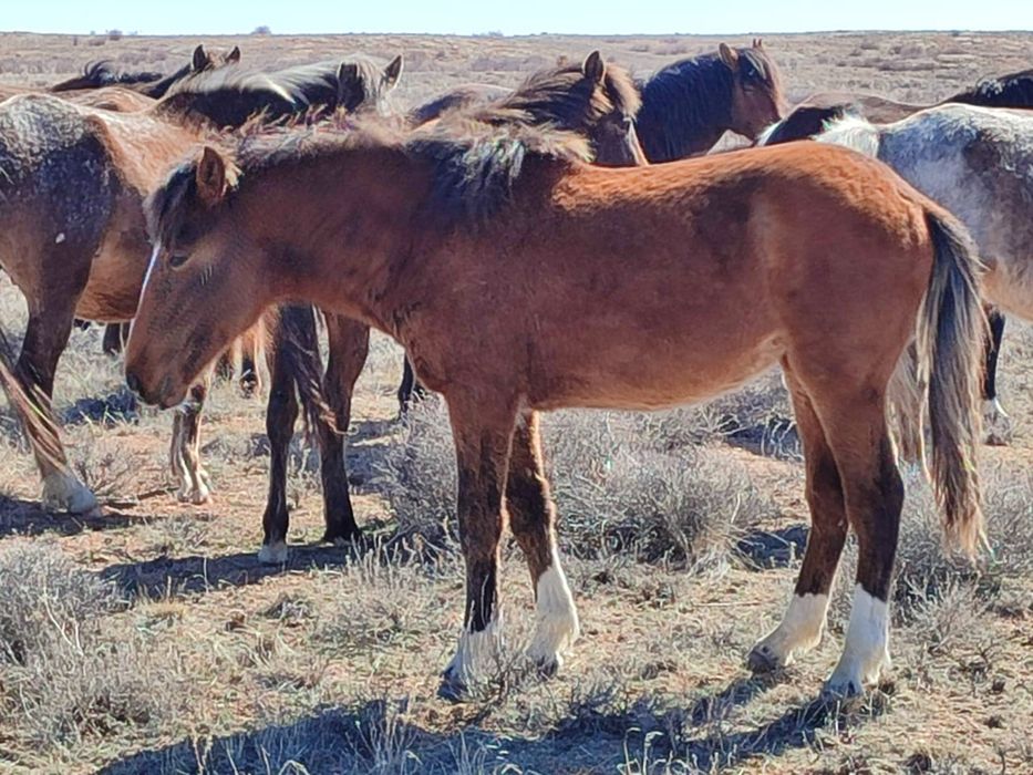 Продаю 9 годовалых жеребят