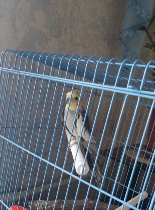 Продам попугая, 1 год