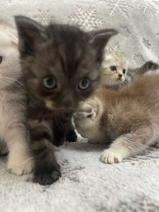 Продам котят 2 месяца вислоухие шотландские осталось 2  котенка