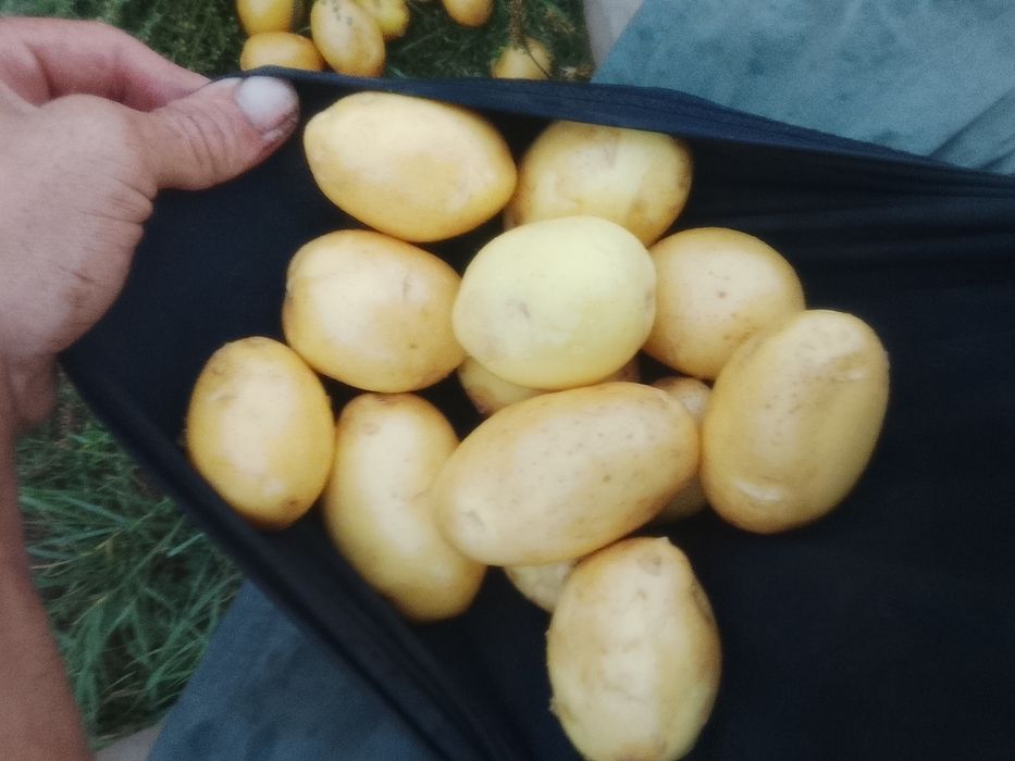 Картофель домашний 230тг