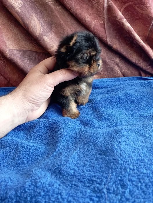 Мини йорки - момичета