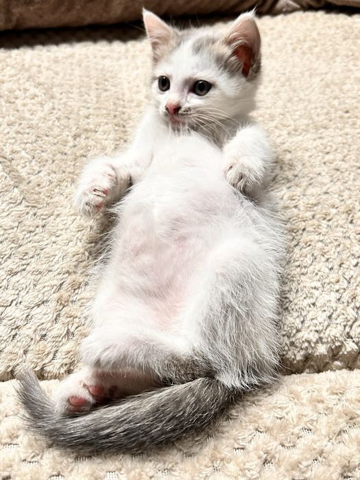 Котенок мальчик .
