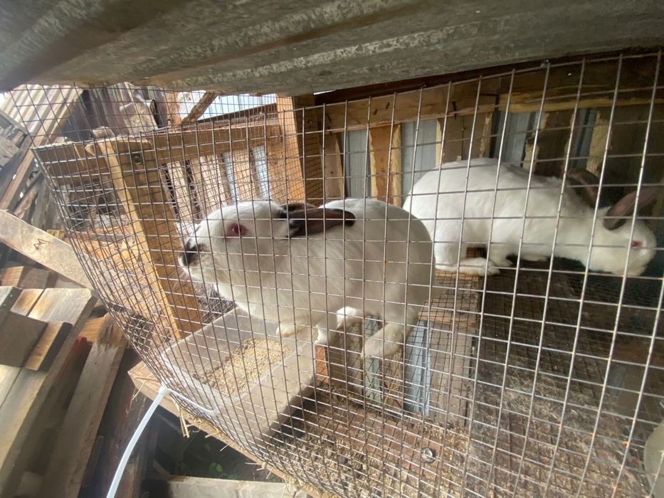 Кролик срочно продам