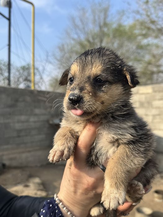 Отдам щенков (девочек) в хорошие руки