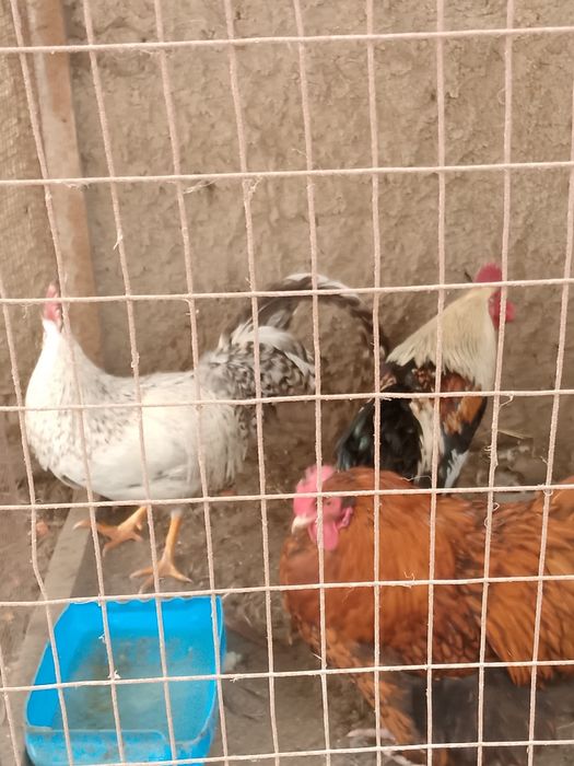 Продам молодых Петушков