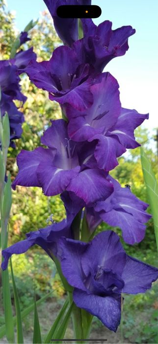 Bulbi gladiole , crini , bujori , laleke , narcise , irisi