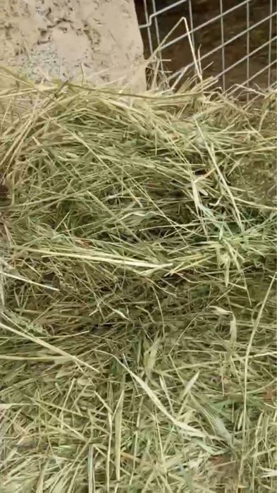 Беда, Сомон, Пичан, Ер ёнгок, Мош пресс,Янток,