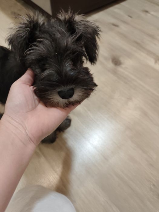 Подарявам куче на 3 месеца