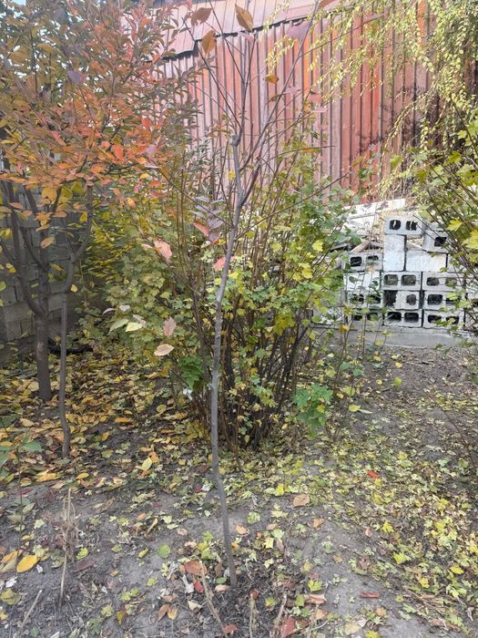 Продам вишни и сливу и куст малины.