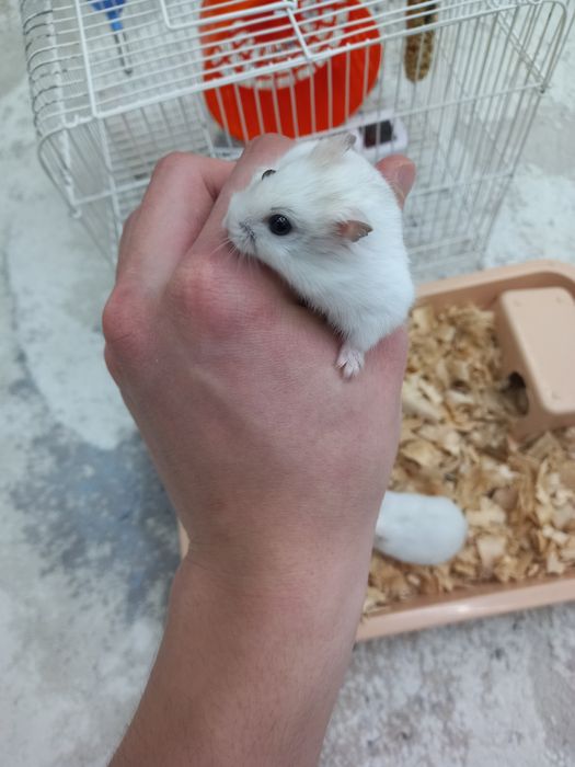 хомяки с кледкой