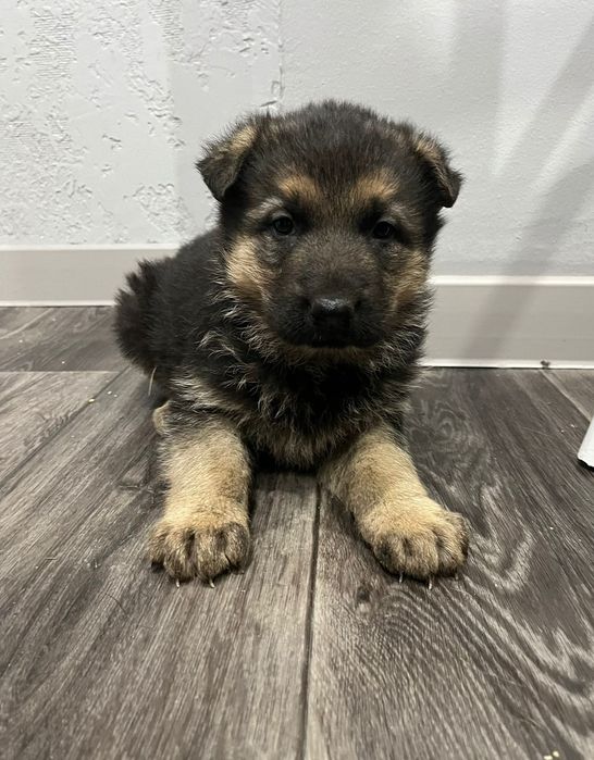 Щенки  немецкой овчарки.