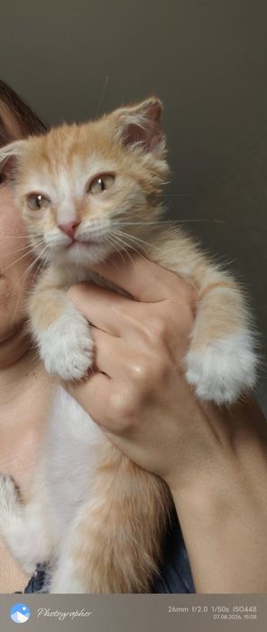 Вислоушка девочка котенок