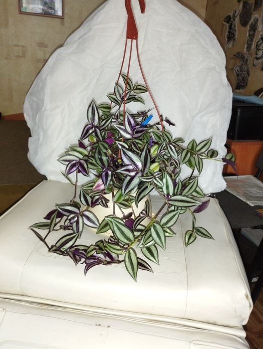 Стайни и лечебни цветя