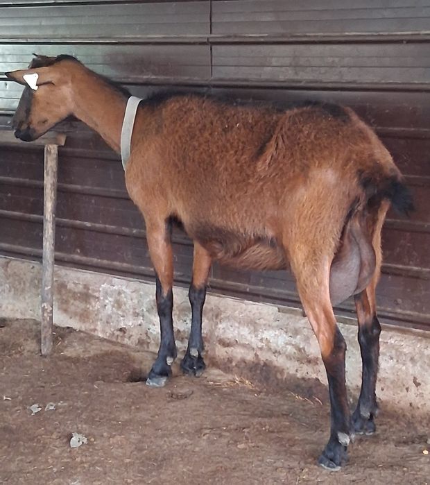 Vând 5capre Alpin francez
