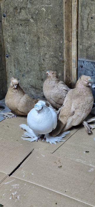 Продам голубей...