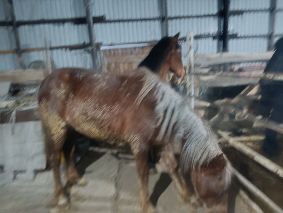 Кунан сатылады.щучинск