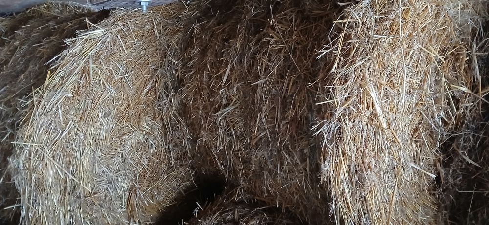 Baloti  paie de ovăz  1.2x1.3m