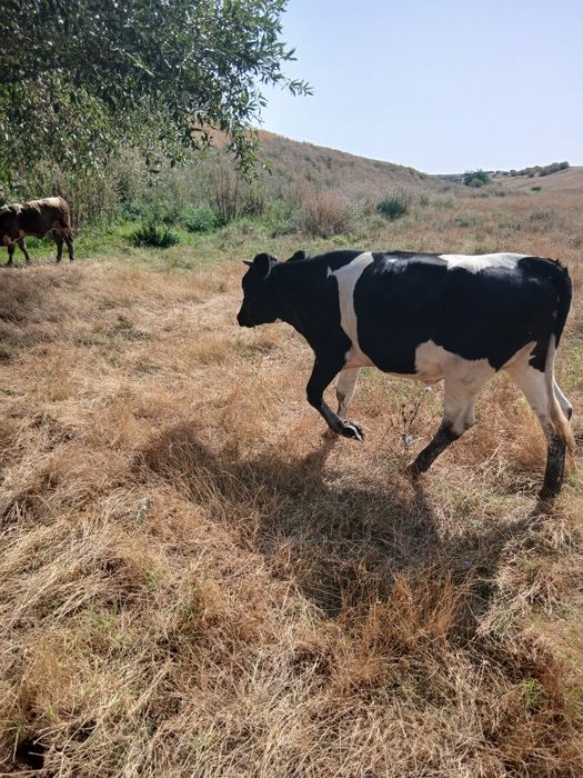 Vînd   vacii de vânzare