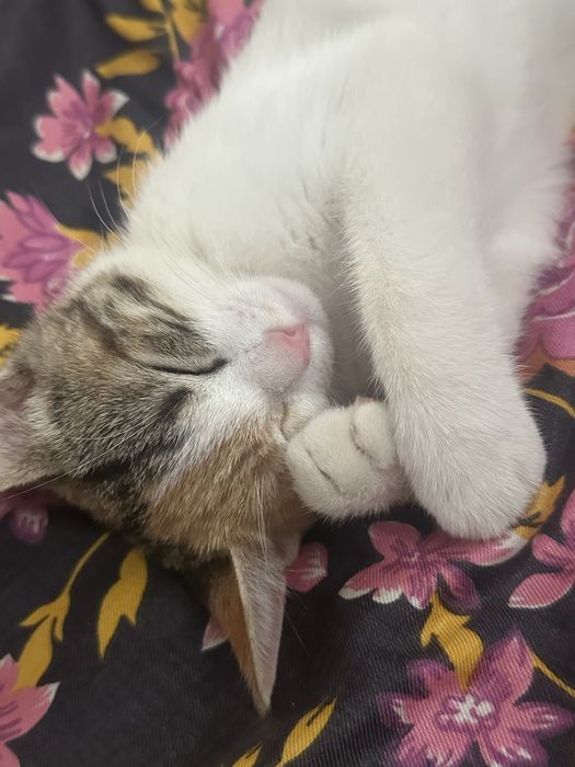 Потерялась кошечка