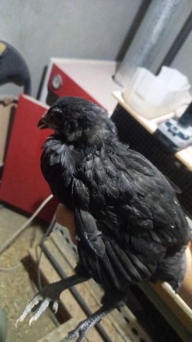 Амераукана балапандар