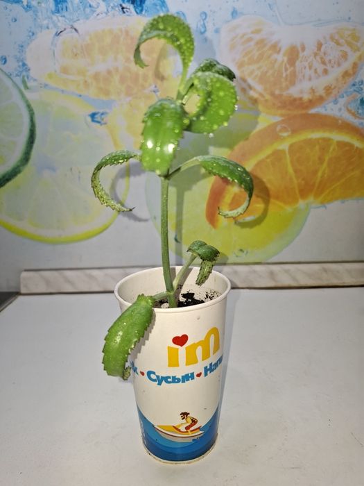 Продам Каланхоэ Дегремона