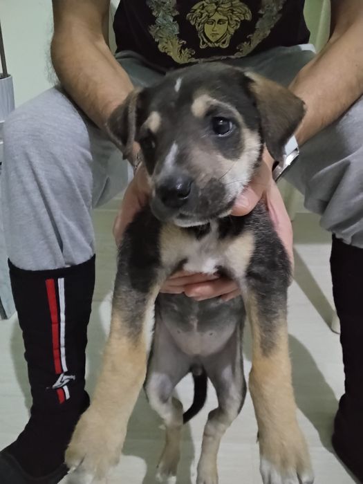 Собачка в добрые и хорошие руки