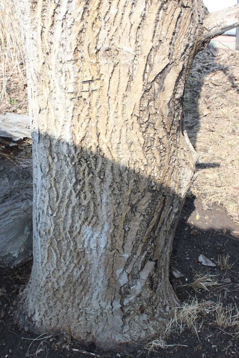 Древесина грецкого ореха на спил