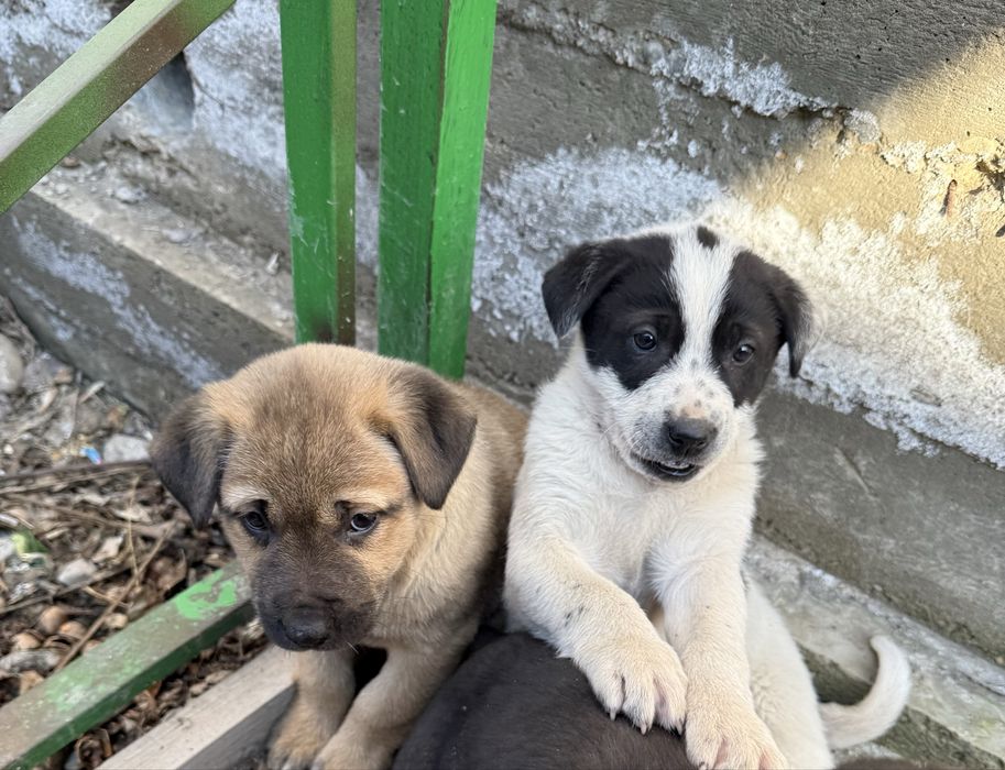 Щеночки девочки в добрые руки